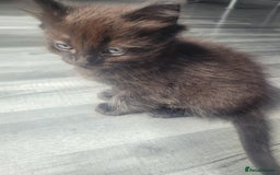 Maine Coon cats for sale: Long hair main coin crossed ragdoll - Image 3