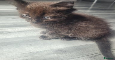Maine Coon cats - Advert 15