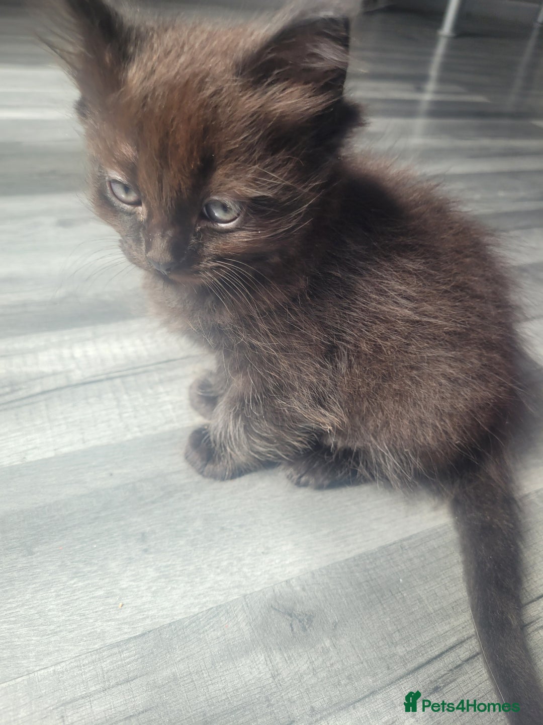 Maine Coon cats for sale: Long hair main coin crossed ragdoll - Image 3