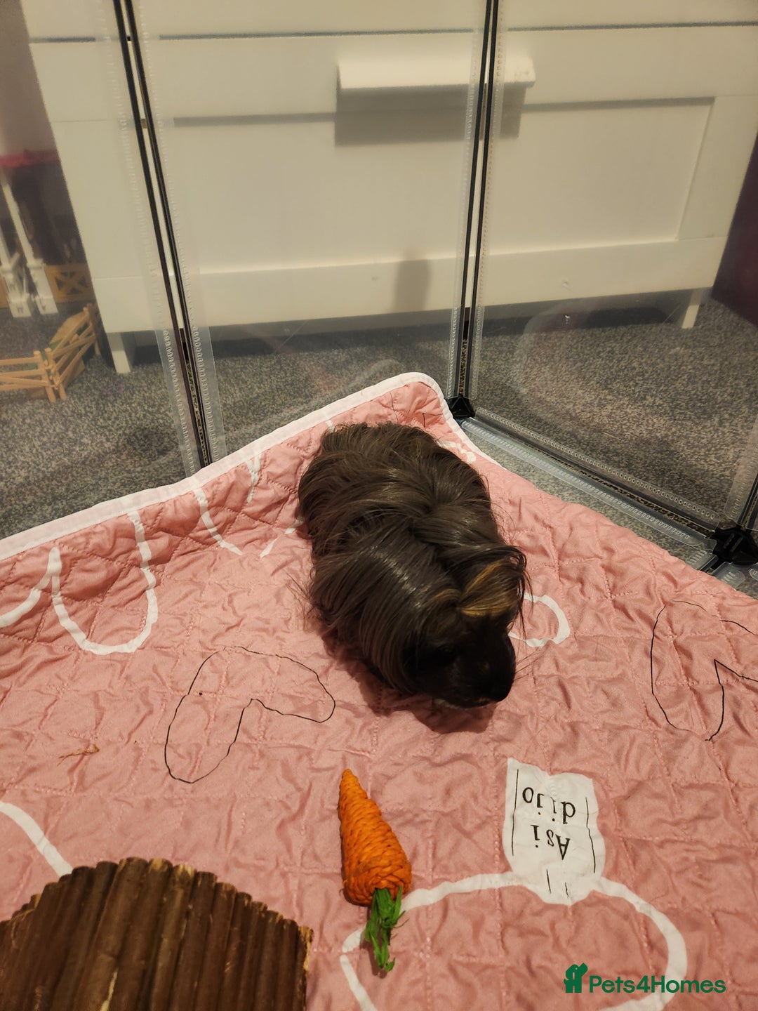 Guinea Pig rodents for sale: Long haired Guinea pig  - Advert 3