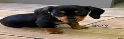 Dachshund dogs for sale: Dachshund miniature puppies 8 weeks old - Advert 7