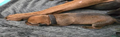 Mixed Breed 9