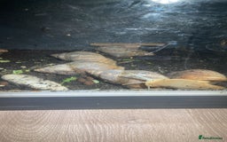 Snails invertebrates for sale: Giant african land snails - Image 1