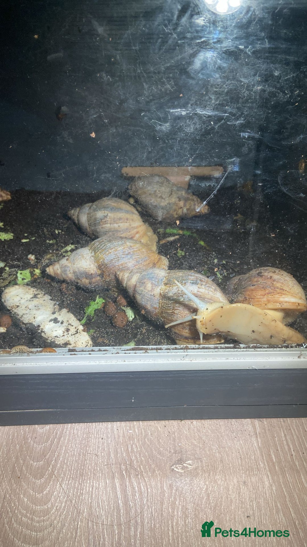 Snails invertebrates for sale: Giant african land snails - Image 1