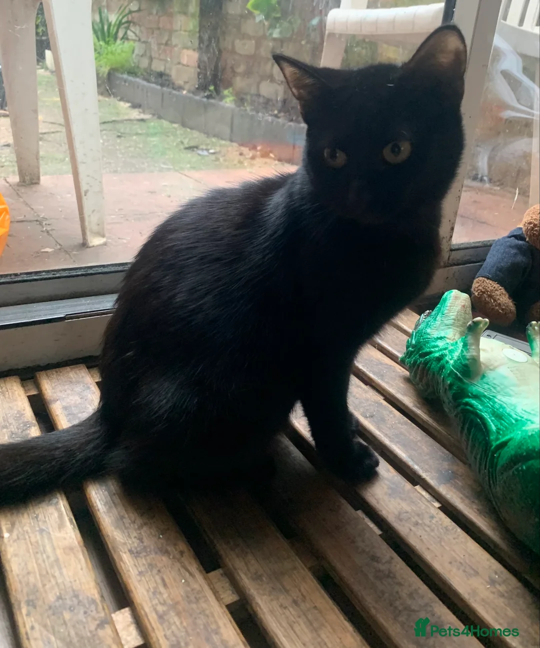 Mixed Breed cats for sale: Youngsters looking for home - Advert 8