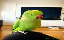 Ringnecks birds for sale: Indian ringneck parrot  - Image 2
