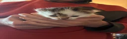 British Shorthair cats for sale: 4 Adorable kittens for sale  - Advert 4