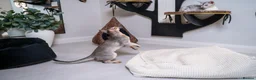 Abyssinian cats for sale: Super Cuddling Boy Champion Line 🏆 Silver Black - Advert 33