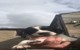 English Springer Spaniel dogs for sale: Stunning kc reg dna tested  - Image 7