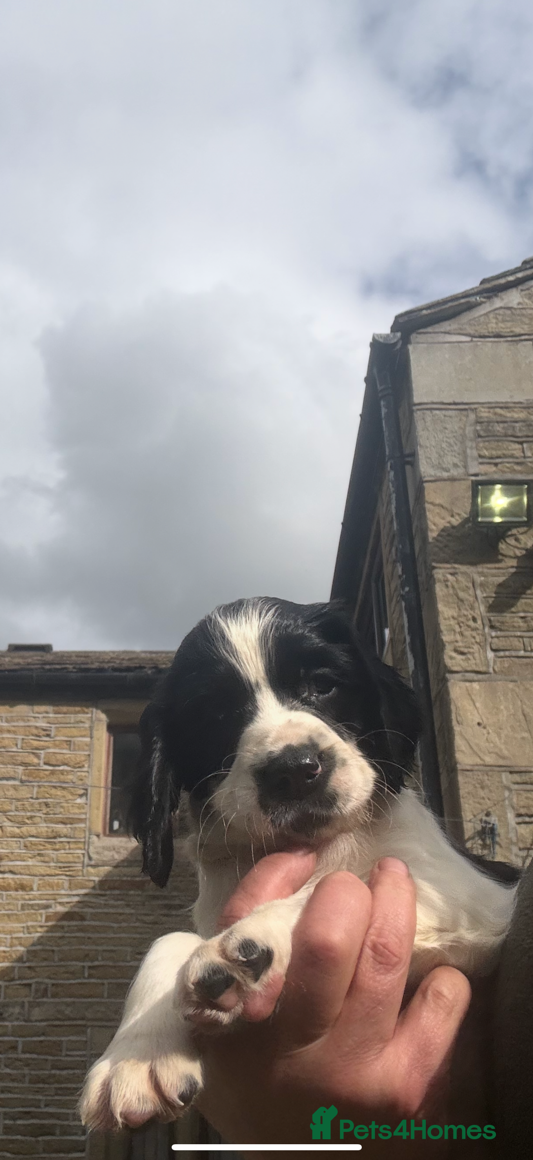 English Springer Spaniel dogs for sale: Stunning kc reg dna tested  - Image 7