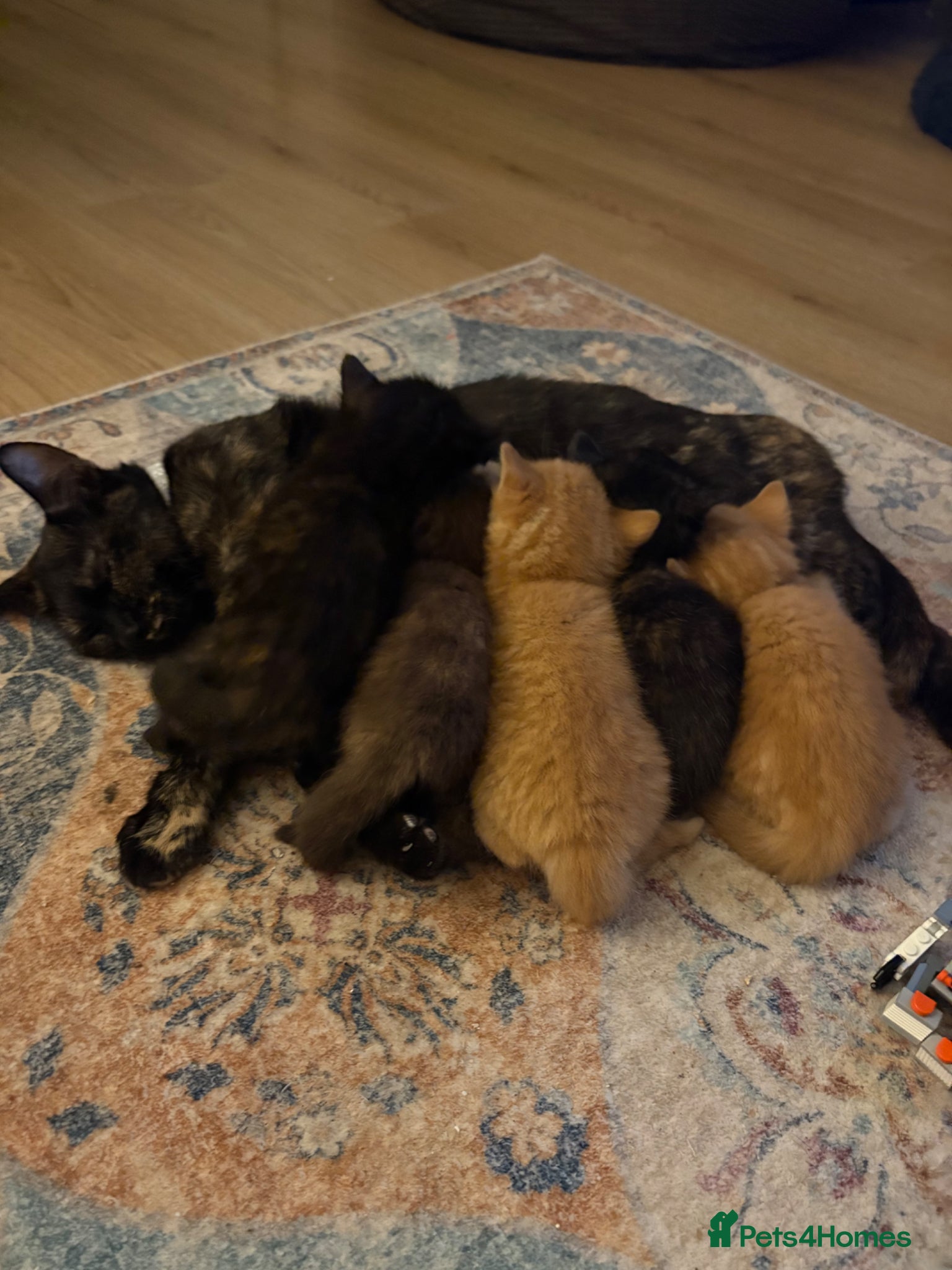 Mixed Breed cats 5 gorgeous kittens - Advert 17