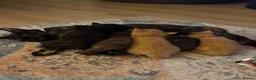 Mixed Breed cats for sale: 5 gorgeous kittens - Advert 1