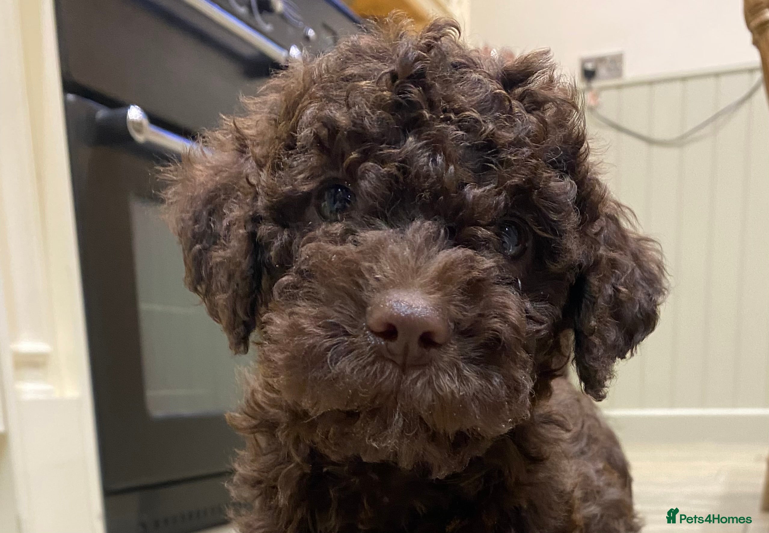 Lagotto Romagnolo dogs Lagotto romagnolo Puppies  - Advert 1