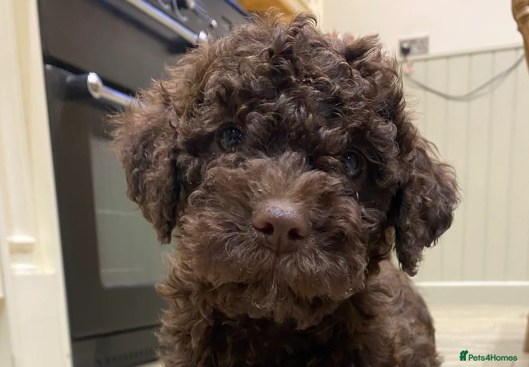 Lagotto Romagnolo dogs for sale: Lagotto romagnolo Puppies  - Advert 2