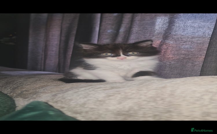 Devon Rex cats - Advert 2