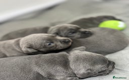 Staffordshire Bull Terrier dogs for sale: 🏆  GRAND CHAMPION Staffordshire Bull Terrier Pups - Image 12