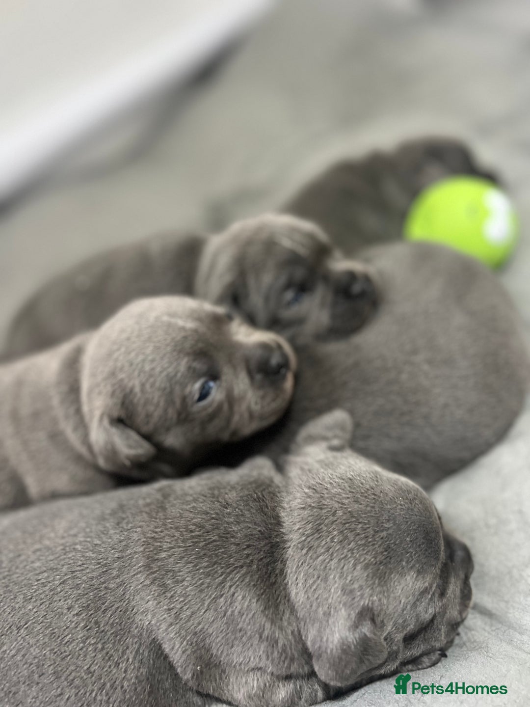 Staffordshire Bull Terrier dogs for sale: 🏆  GRAND CHAMPION Staffordshire Bull Terrier Pups - Image 12