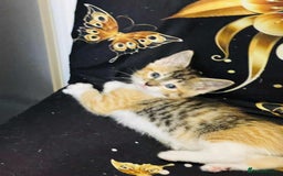 Mixed Breed cats for sale: Kataleja - Image 14