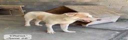 Mixed Breed dogs for adoption: China. 6 months approx. Available for adoption. in Brixham - Advert 3