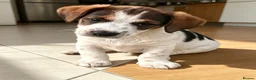 Jack Russell dogs for sale: Traditional short-legged Jack Russell puppies. - Advert 9