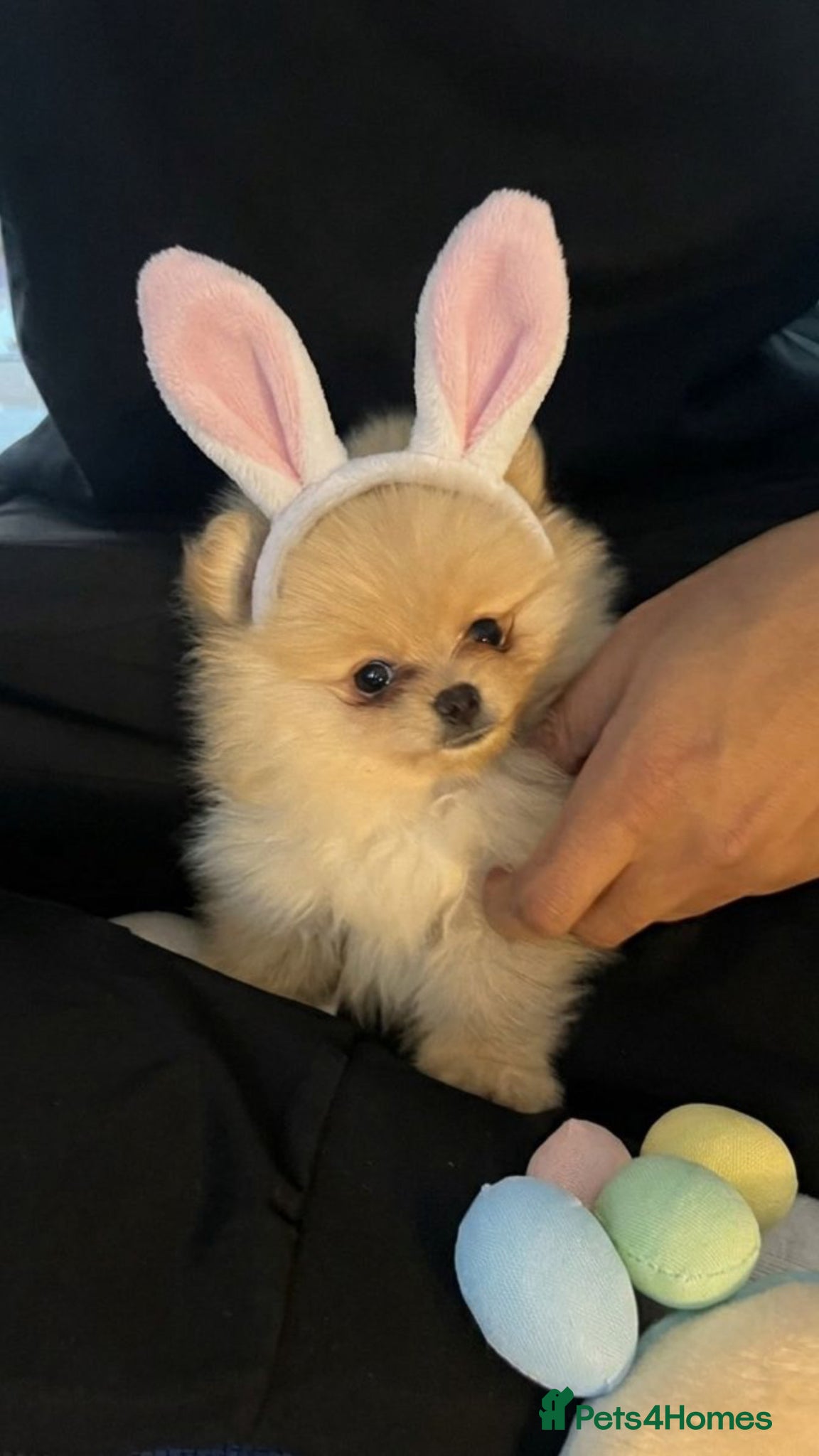 Pomeranian dogs Champion line Bear type Poms  - Advert 8