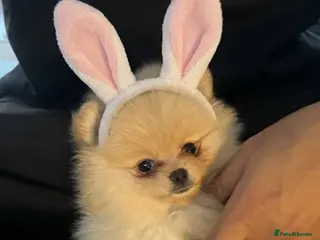 Pomeranian dogs Champion line Bear type Poms - Advert 8