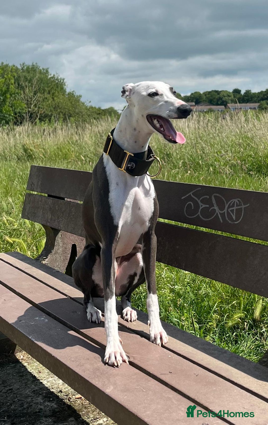 Whippet dogs for stud: Whippet For Stud in Eastbourne - Advert 5