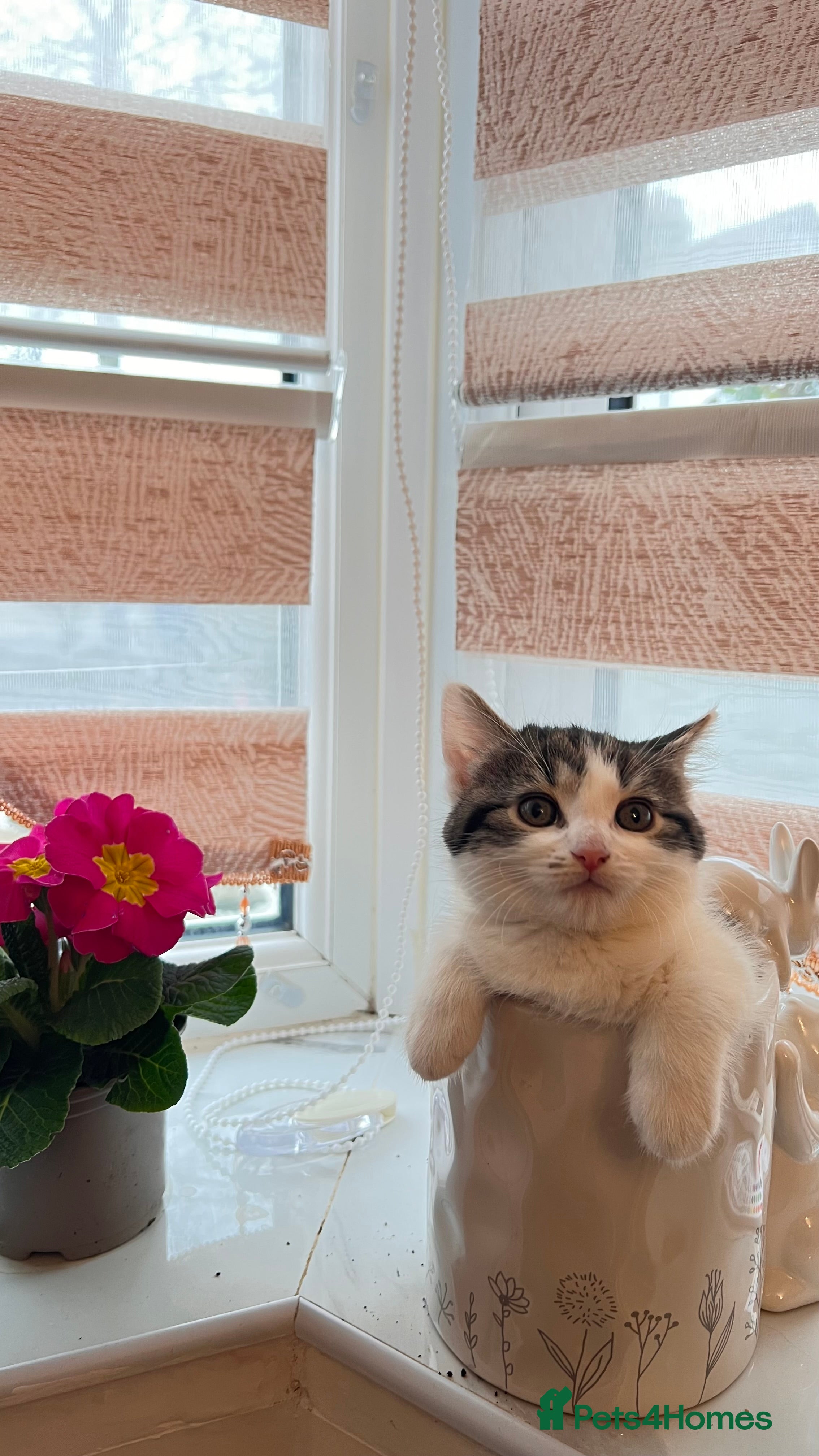 Mixed Breed cats Last female kitten left london - Advert 2