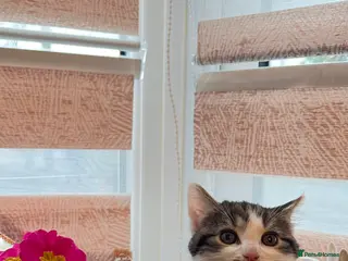 Mixed Breed cats Last female kitten left london - Advert 6