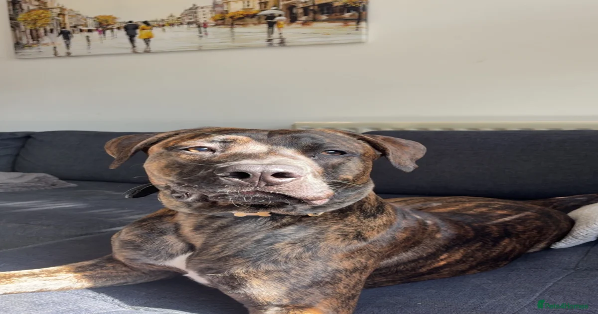 belgian malinois X american staff for stud in Epsom | Pets4Homes