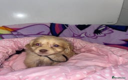 Cockapoo dogs for sale: Cockapoo puppies for sale - Image 6