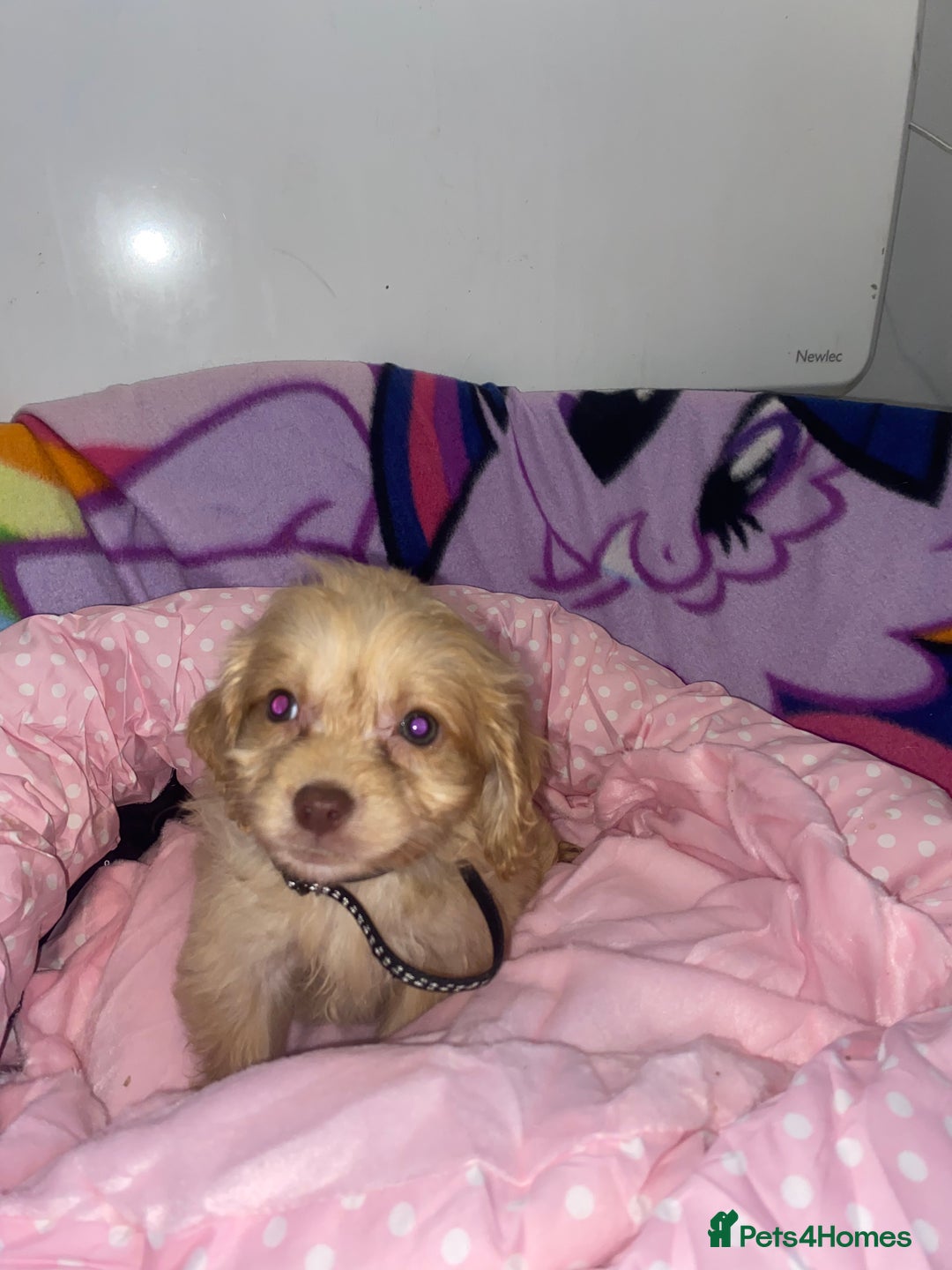 Cockapoo dogs for sale: Cockapoo puppies for sale - Image 6