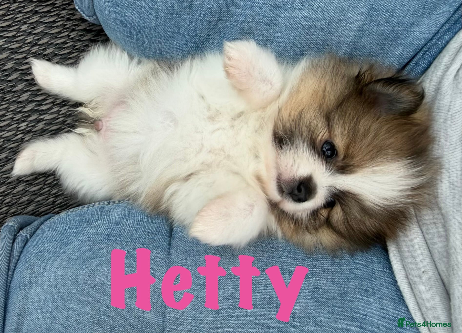 Pomeranian Puppy 6