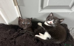 Russian Blue cats for sale: Part Ragdoll and Russian Blue Kittens for sale - Image 6