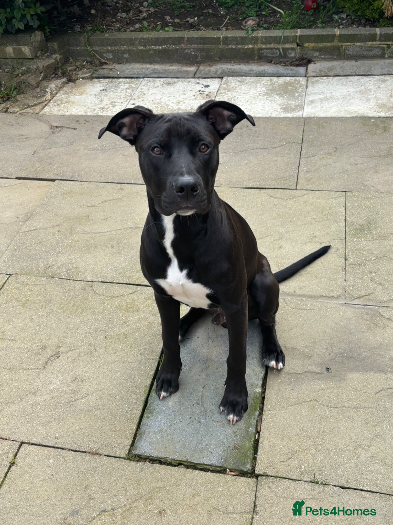 Mixed Breed dogs Staff x American bulldog puppy  - Advert 4