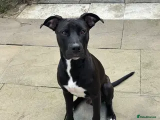 Mixed Breed dogs Staff x American bulldog puppy - Advert 4