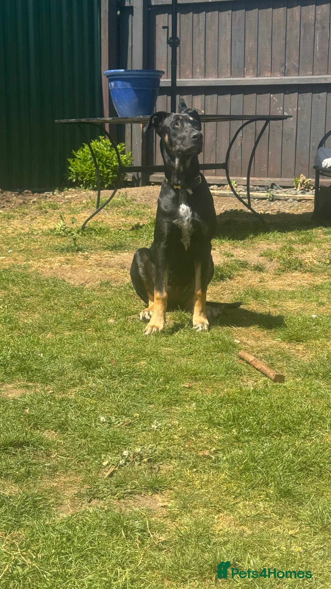 Mixed Breed dogs for sale: 2 beautiful ridgebacks  - Image 6