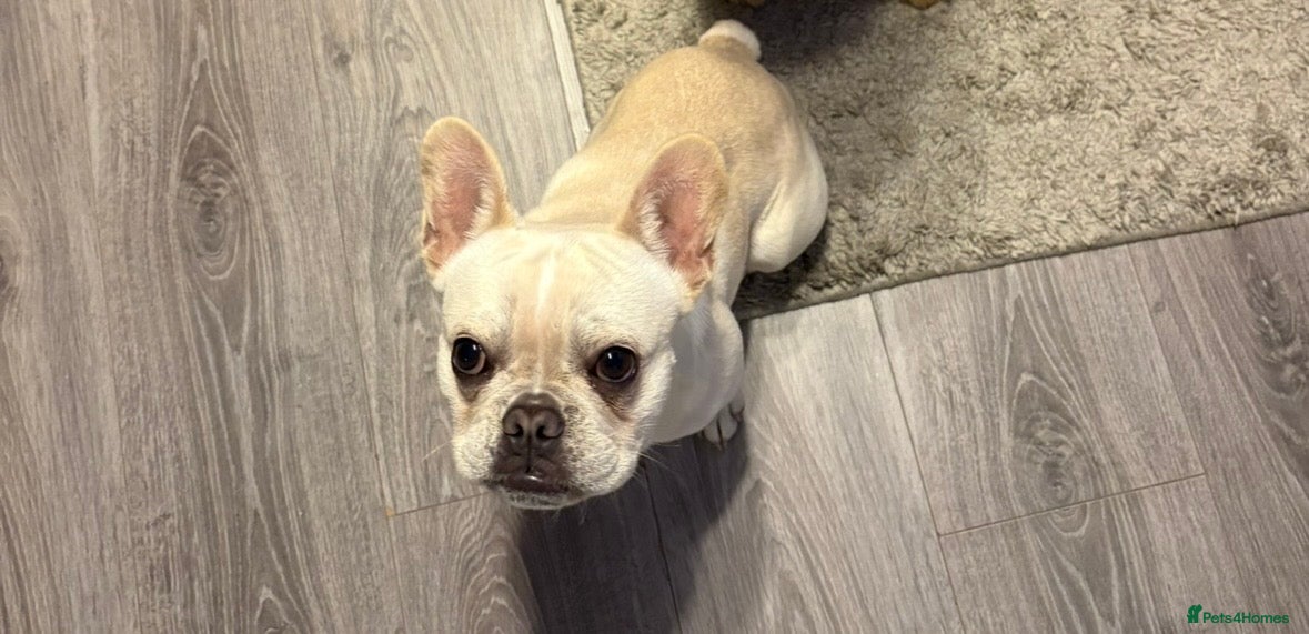 French Bulldog dogs Male French Bulldog - 11 months only  - Advert 8