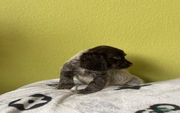 Cocker Spaniel dogs for sale: KC Show Chocolate Roan Boy! - ready 5th October!! - Image 20
