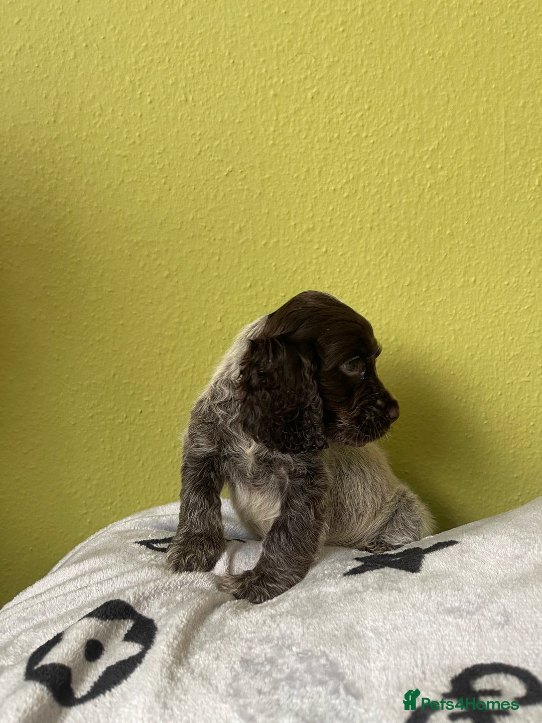 Cocker Spaniel dogs for sale: KC Show Chocolate Roan Boy! - ready 5th October!! - Image 20
