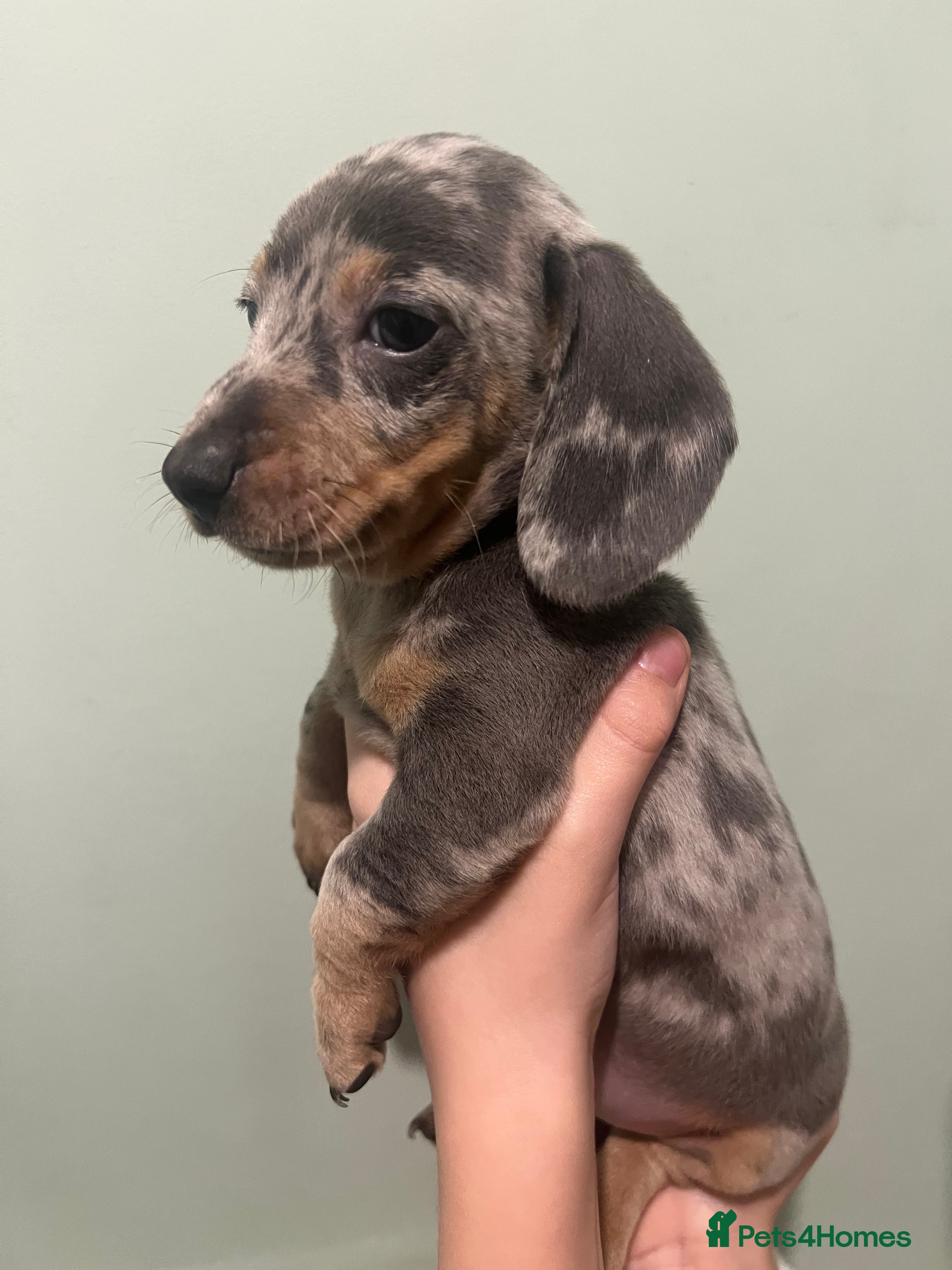 Dachshund dogs Miniature Dapple dachshunds READY NOW  - Advert 5
