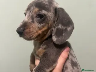 Dachshund dogs Miniature Dapple dachshunds READY NOW - Advert 5