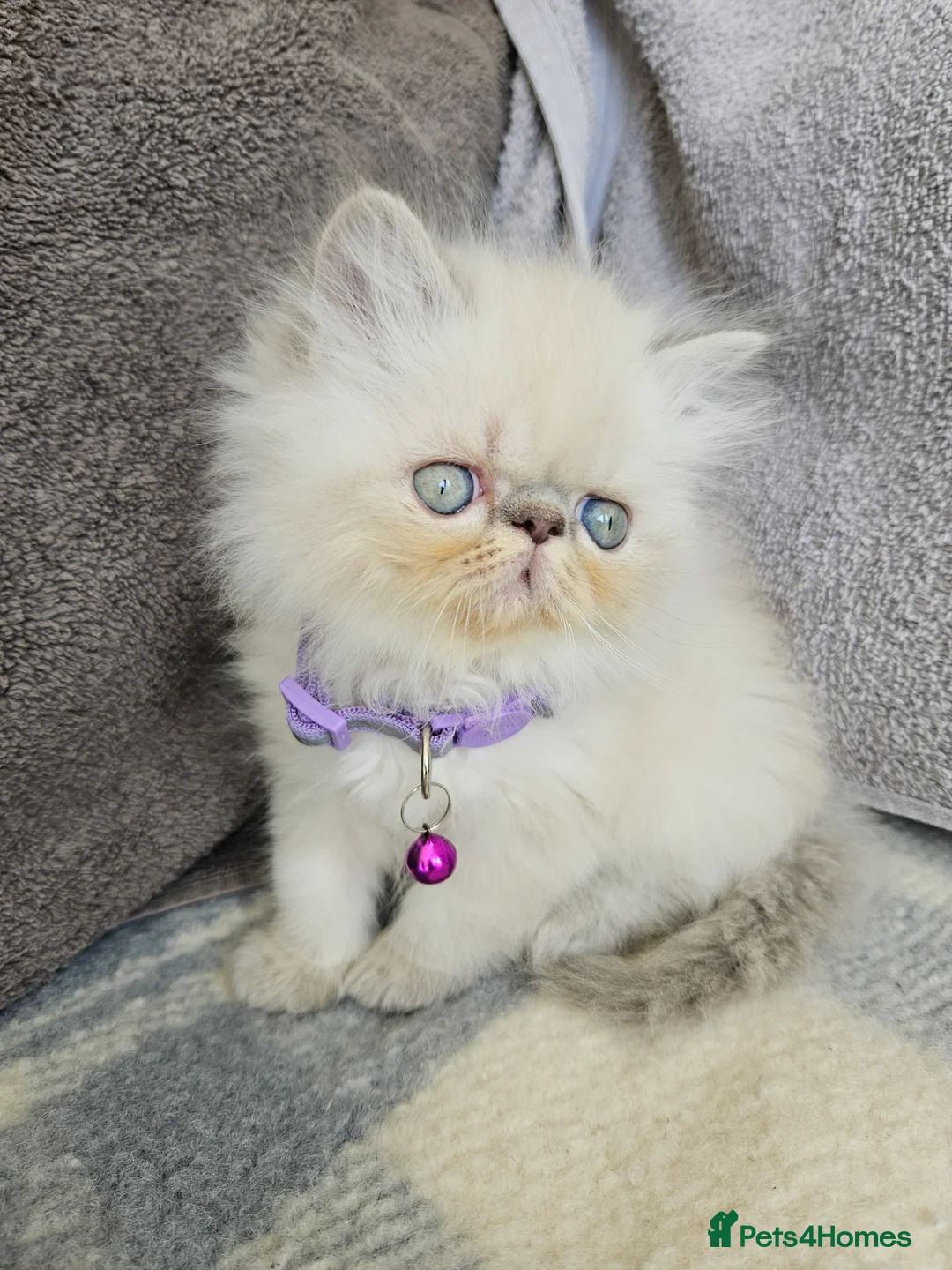 Persian cats for sale: Stunning Pedigree Persian Girl  - Advert 2