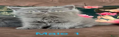 Male 1