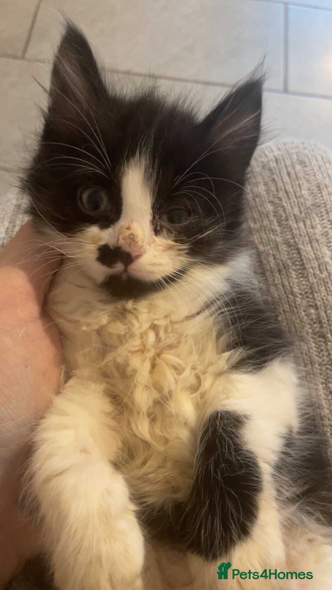 Mixed Breed cats 5 kittens 8 weeks old - Advert 14
