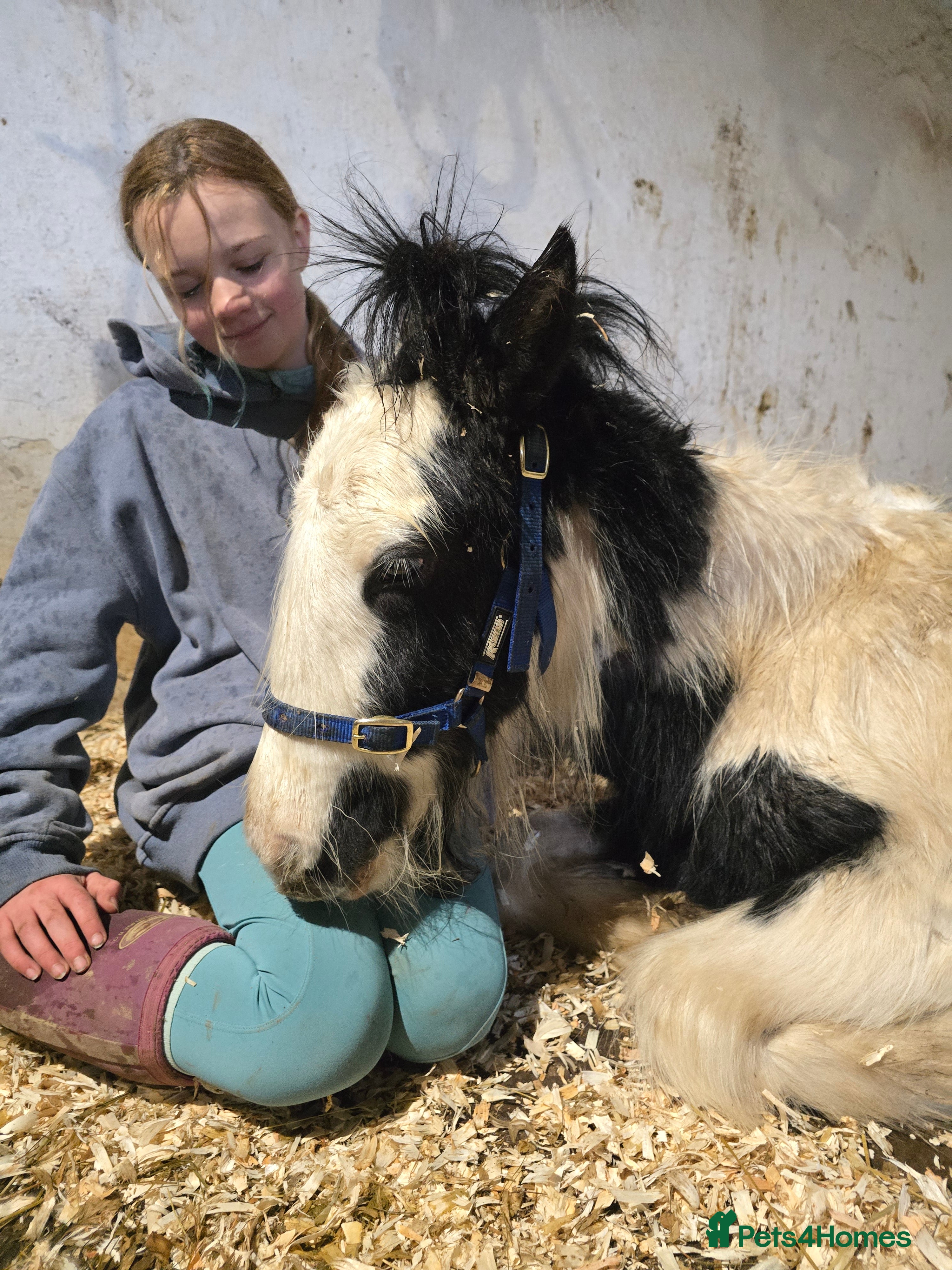 Irish Cob horses Beautiful TGCA 6mth Filly - Advert 6