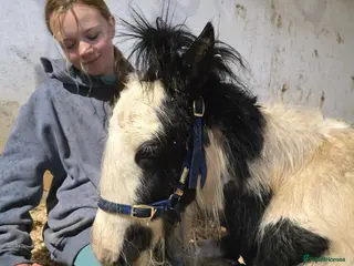Irish Cob horses Beautiful TGCA 6mth Filly - Advert 6