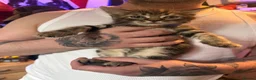 Mixed Breed cats for sale: Gorgeous kittens - Advert 9