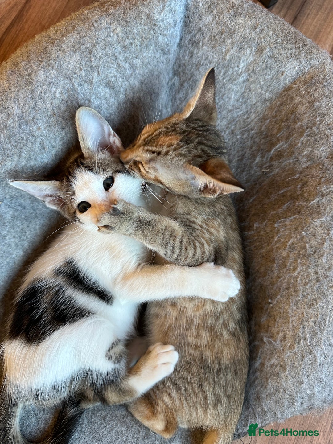 Mixed Breed cats for sale: Crossed Between Oriental short hair & White Bengal - Advert 15