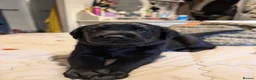 Labrador Retriever dogs for sale: Labrador puppies  in Beccles - Advert 2